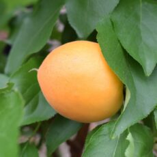 5038838110757 1 Apricot CompactaBush St Julien A 12L.JPG